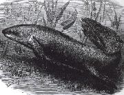 austrakusk lungfisk, jonathan miller